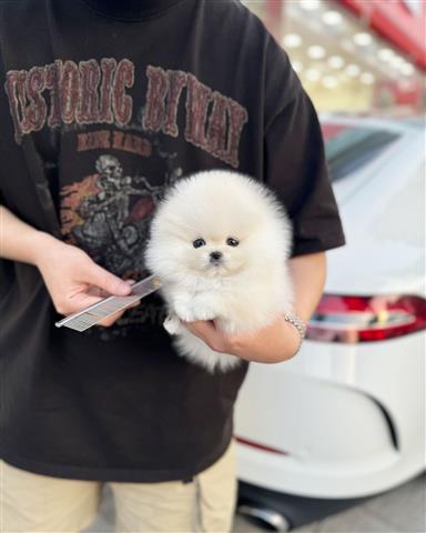 $250 : Pomeranian and chihuahua puppi image 3