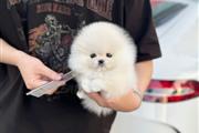 $250 : Pomeranian and chihuahua puppi thumbnail