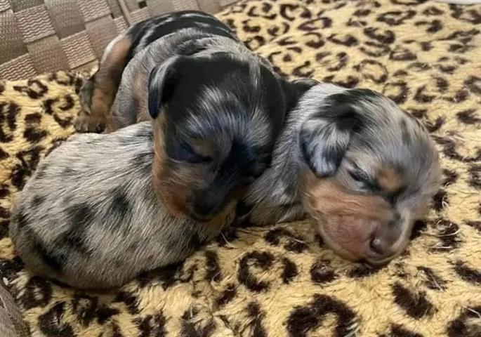 $500 : Dachshund puppies available fo image 4