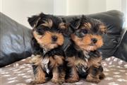 $700 : Quality Tiny Yorkie Puppies thumbnail