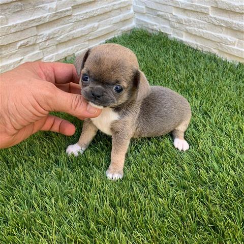 $250 : Chihuahua puppies for sale image 5