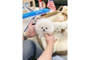 Pomeranian puppies en Denver