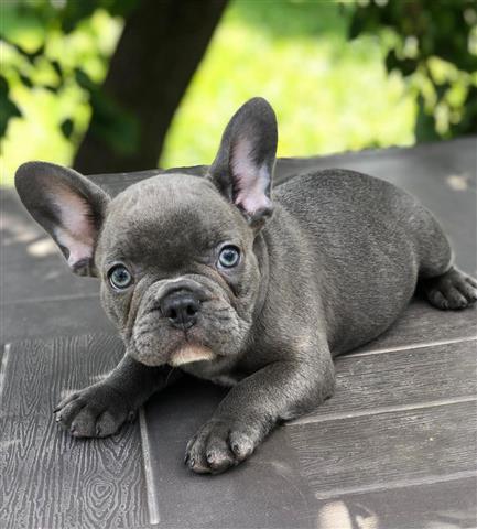 $420 : Grey Frenchies Boy Ready image 3