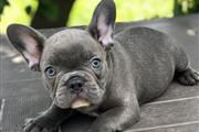 $420 : Grey Frenchies Boy Ready thumbnail