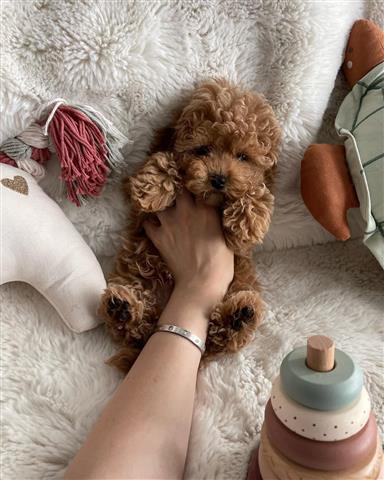 $350 : Maltipoo puppies image 2