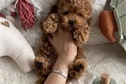 $350 : Maltipoo puppies thumbnail