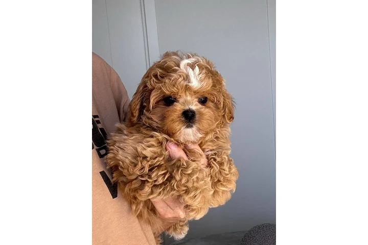 $450 : Lovely Maltipoo Puppies image 2