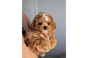 $450 : Lovely Maltipoo Puppies thumbnail