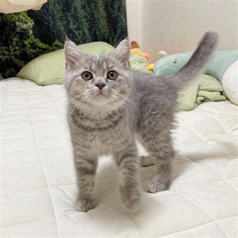 $500 : British Shorthair Kittens. image 2