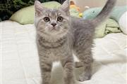 $500 : British Shorthair Kittens. thumbnail