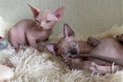 Super sphynx Kittens For Sale en Orange County