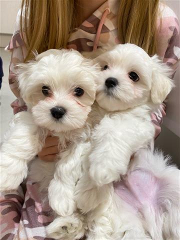 Cute Maltese puppies image 1