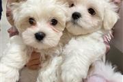 Cute Maltese puppies