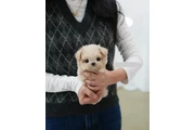 $250 : Maltese puppy thumbnail