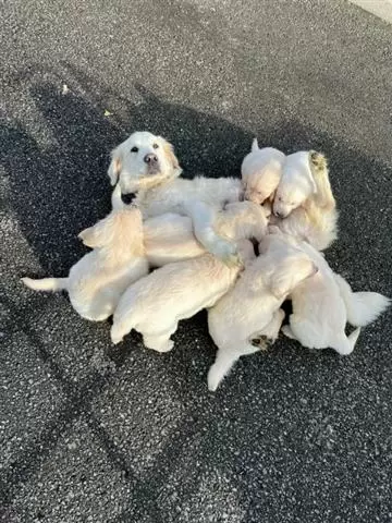 $400 : 2 cachorros de retriever image 3