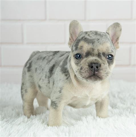 $300 : French bulldog and Pomeranian image 5
