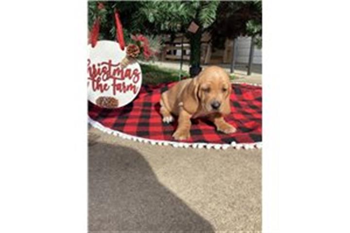 $500 : Registered basset hound image 3