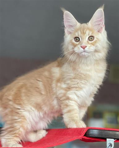 Maine Coon kittens image 2