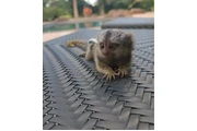 $2200 : Adorable 3-Week-Old Marmoset thumbnail