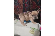 $750 : French bulldog (los Angeles) thumbnail