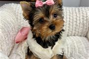 Cachorro yorkies Nombre/Bella en El Paso