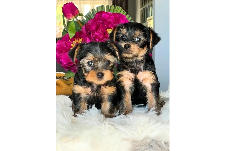$400 : Cute Yorkie and Maltes Puppies image 2