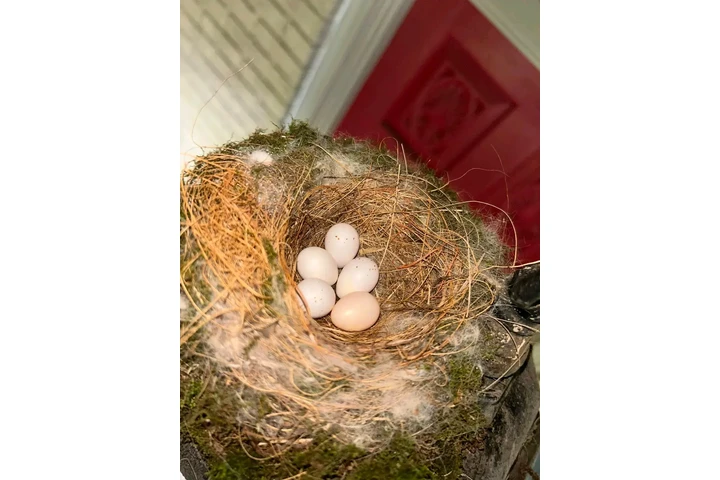 South Carolina | Breed: Cockap image 4