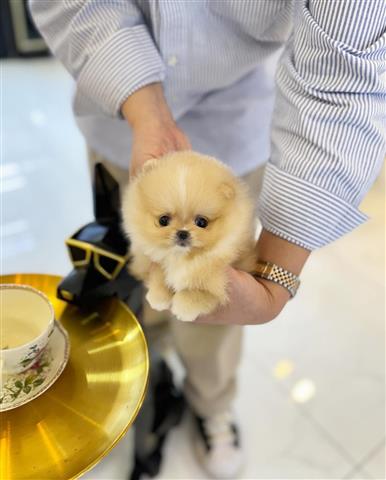 $350 : taza de té pomerania image 2