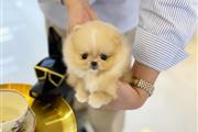 $350 : taza de té pomerania thumbnail