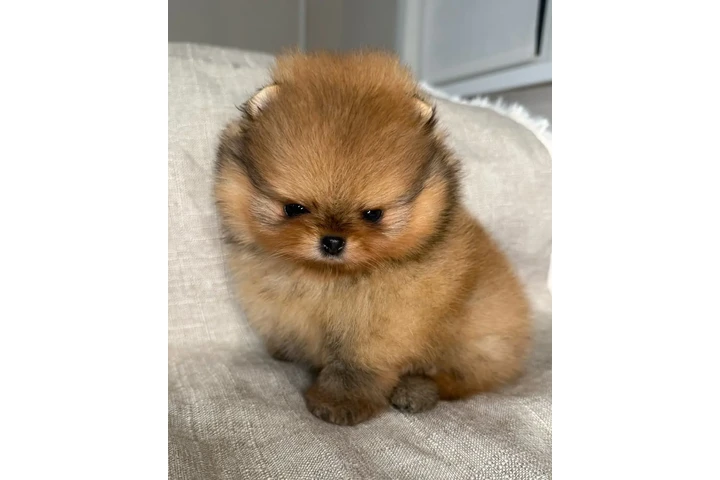 $350 : Pomerania taza de té image 3
