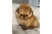$350 : Pomerania taza de té thumbnail