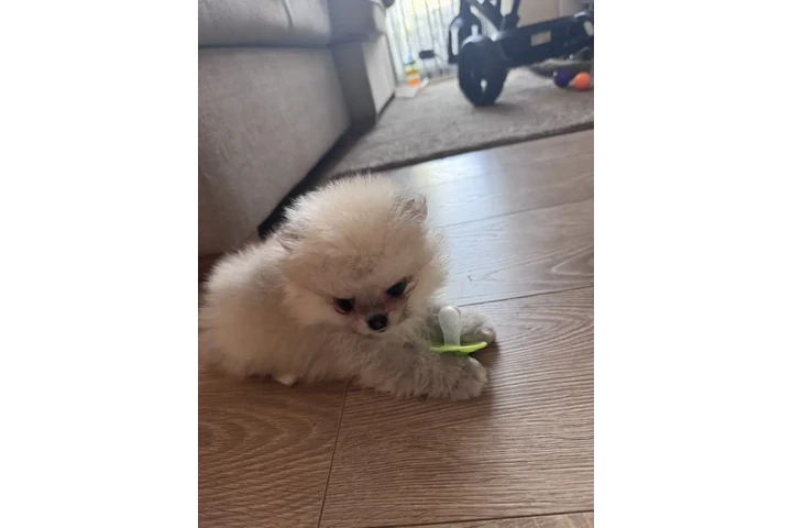 $420 : Teacup Pomeranian Pup's Ready image 3