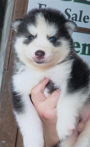 $500 : Siberian Husky Puppies image 6