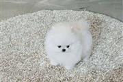 $400 : Pomeranian puppies and French thumbnail