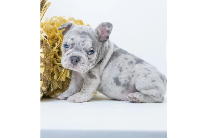 $1000 : French bulldog 4sale image 2