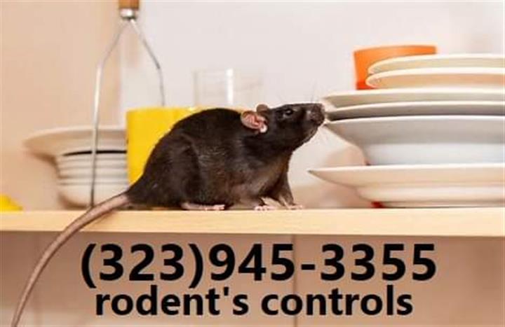 Rodents Fumigation 24/7. image 10