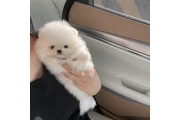 Pomerania en venta