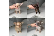 CHIHUAHUA PUPPIES FOR SALE en New York
