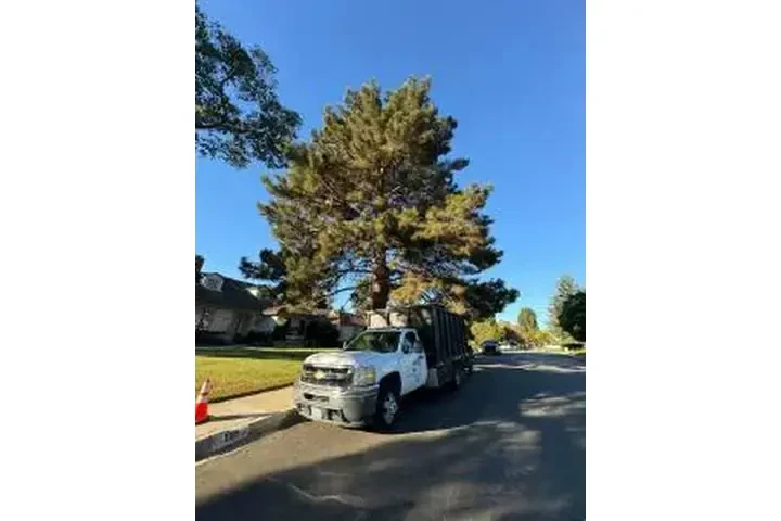 SERVICIO COMPLETO DE ÁRBOLES image 5