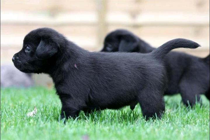 $500 : Amazing Labrador puppies image 2
