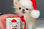 $400 : Cute chihuahua puppy for sale thumbnail