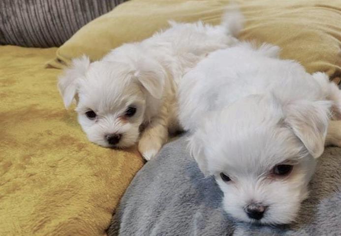 $500 : Maltese puppies for sale image 1