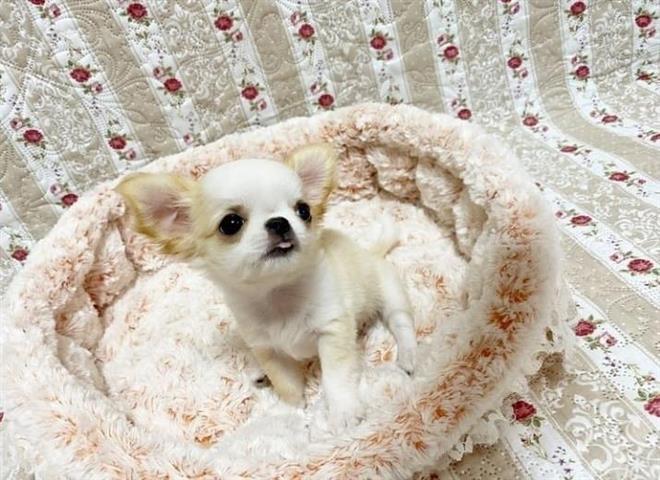 $400 : Chihuahua puppy image 2