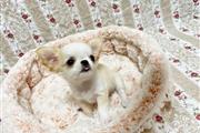 $400 : Chihuahua puppy thumbnail