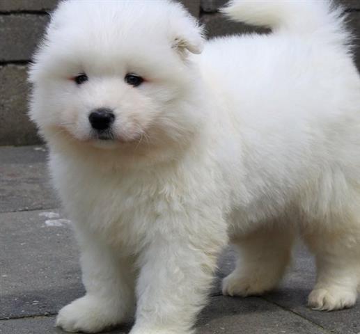 $570 : Samoyed puppies ready for sale image 1