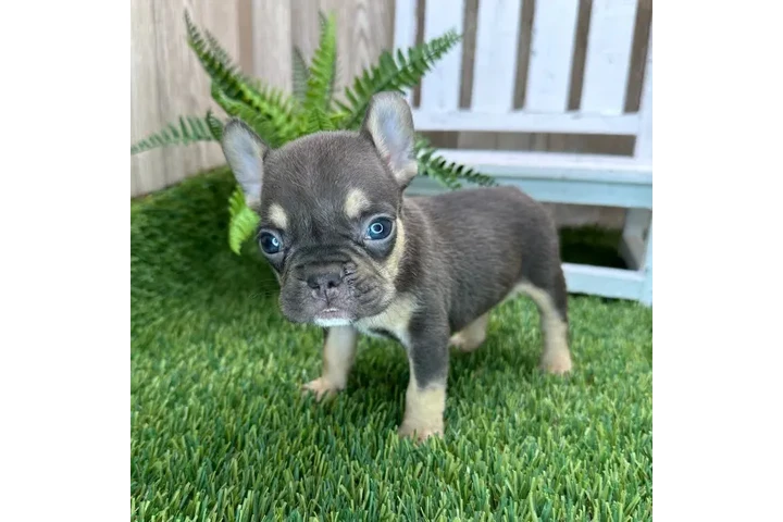 $350 : bulldog francés image 2