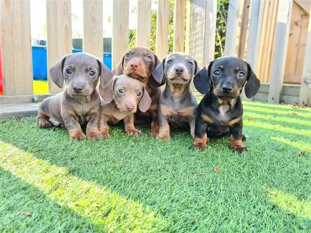 $500 : Cachorros de Teckel miniatura image 1