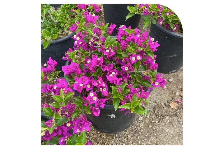 VIVERO image 1