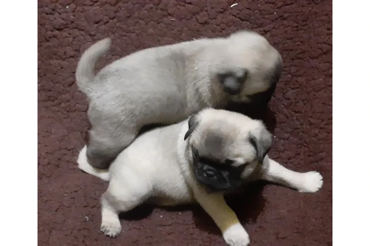 $3500 : Cachorros pug image 4