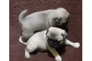 $3500 : Cachorros pug thumbnail